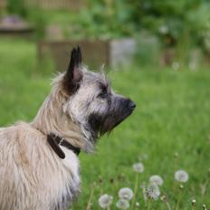 Cairn terrier Smut