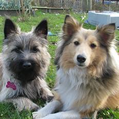 Cairn terrier Smut