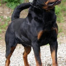 Rottweiler BASUKA 2 VOM HAUSE WENORRA