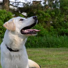 Blanding af racer Konrad - Labrador/Hvid Schæfer
