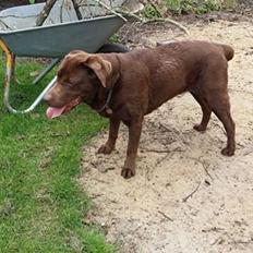 Labrador retriever Smilla