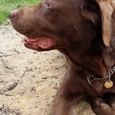 Labrador retriever Smilla