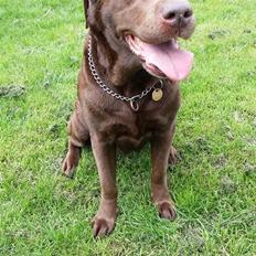 Labrador retriever Smilla