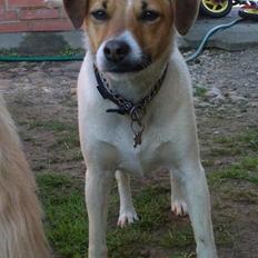 Dansk svensk gaardhund Otto