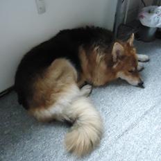 Blanding af racer Max - Schæfer/Siberian Husky