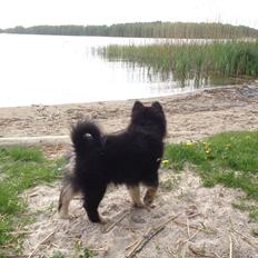 Finsk lapphund Tinka 