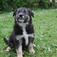 Border collie Bonus