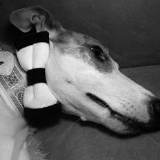 Whippet Liam Emil