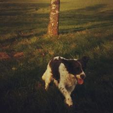 Engelsk springer spaniel Dina