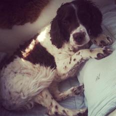 Engelsk springer spaniel Dina