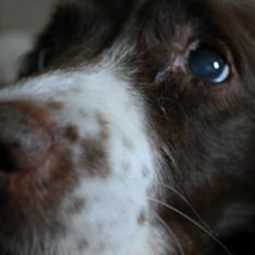 Engelsk springer spaniel Dina