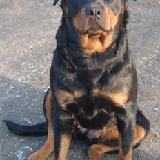 Rottweiler Ziva