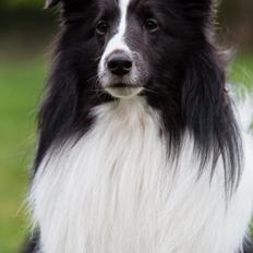 Shetland sheepdog Foula's Bi My Soulmate (Ozzy)