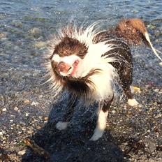 Border collie George