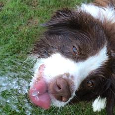 Border collie George