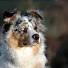 Australian shepherd Betty boop (Chica)