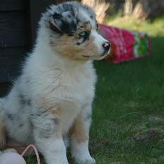 Australian shepherd Betty boop (Chica)