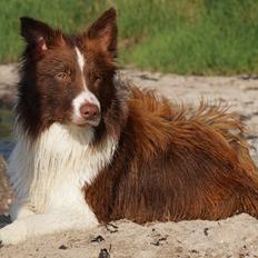 Border collie Rofus