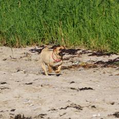Blanding af racer Mops/Fransk bulldog - Bitte