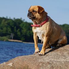 Blanding af racer Mops/Fransk bulldog - Bitte