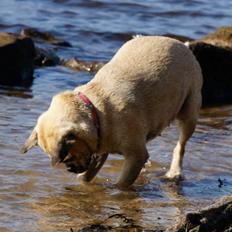 Blanding af racer DS Gårdhund / Mops Molly