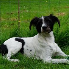 Blanding af racer Border Collie/Rizenschnauzer Trille