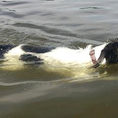Blanding af racer Border Collie/Rizenschnauzer Trille