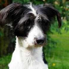 Blanding af racer Border Collie/Rizenschnauzer Trille