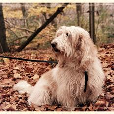 Petit basset griffon wendéen Felix