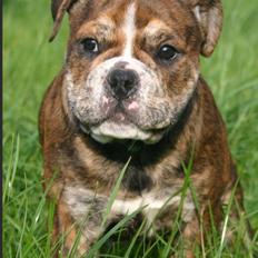 Olde english bulldogge Ella