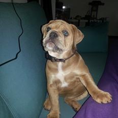 Olde english bulldogge Carla