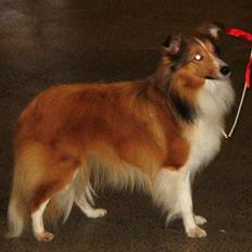 Shetland sheepdog Cindy