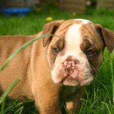 Olde english bulldogge Shelby.