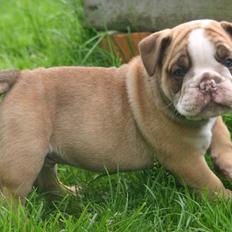 Olde english bulldogge Shelby.
