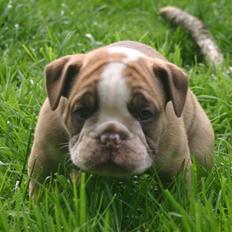 Olde english bulldogge Shelby.