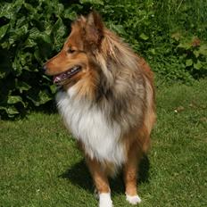 Shetland sheepdog Akela aka Keiko