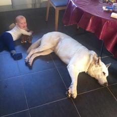 Hvid schæfer Aslan