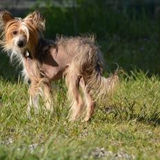 Chinese crested hårløs Chinabell's Arianna the Beauty