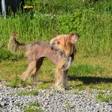 Chinese crested hårløs Chinabell's Arianna the Beauty
