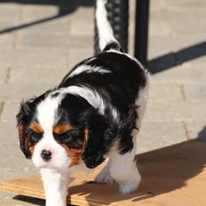 Cavalier king charles spaniel Vega