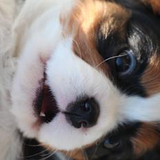 Cavalier king charles spaniel Vega