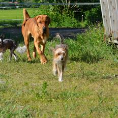 Broholmer Holballes Hjalte