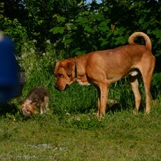 Broholmer Holballes Hjalte