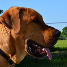 Broholmer Holballes Hjalte