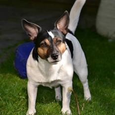 Jack russell terrier Ollie