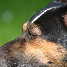 Jack russell terrier Ollie