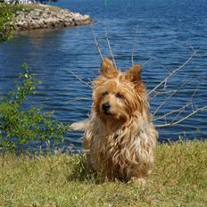 Australsk terrier Luka Min engel