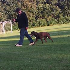 Labrador retriever wilma