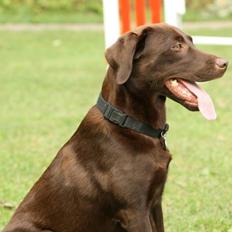Labrador retriever wilma