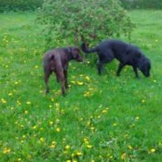 Labrador retriever wilma